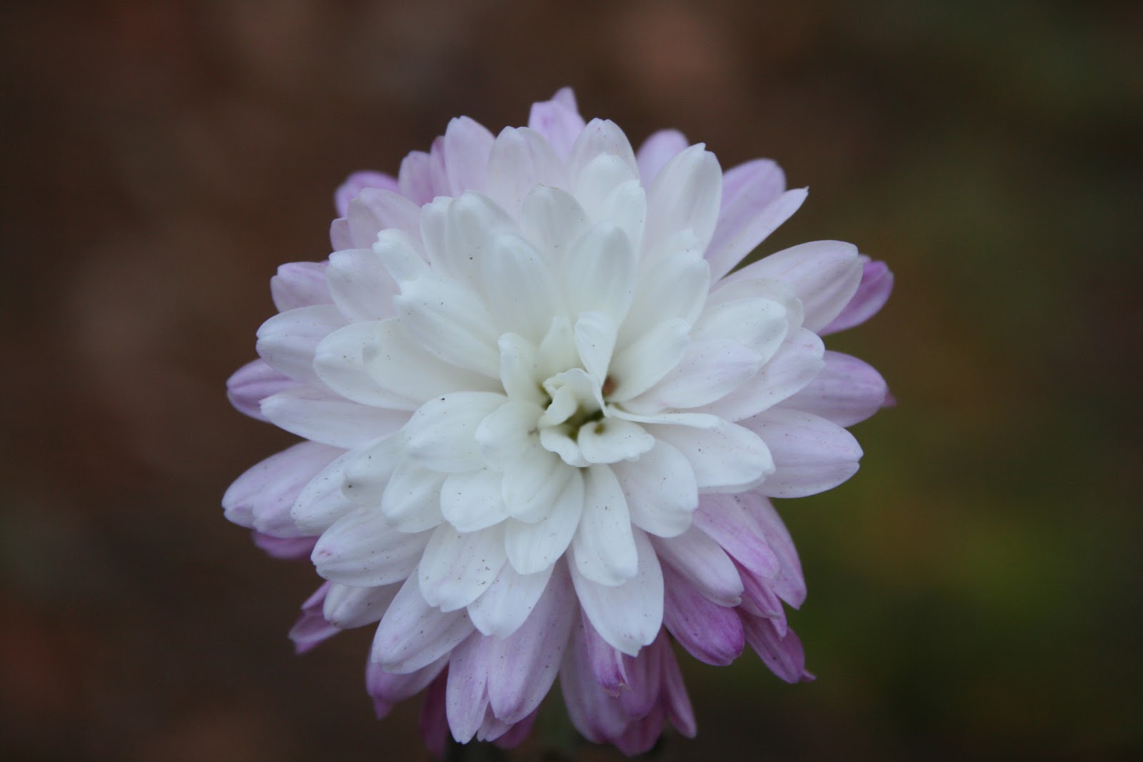 Pine Lake The Blog Almost December Flowers