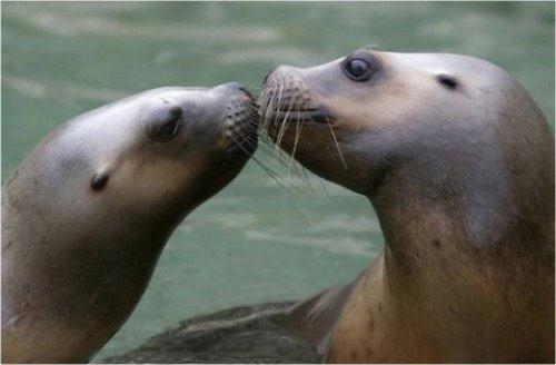 animal in love pictures