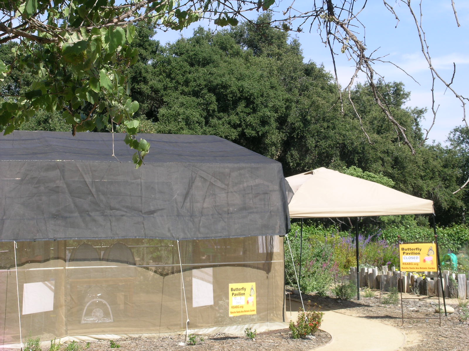 Berkeley Butterfly Blog Rancho Santa Ana Botanic Garden