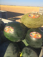 Picking up melons and water melons