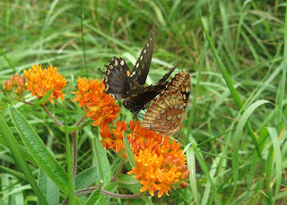 Black Swallowtail and Great Spangled Frittilary, Monday, August 03, 2015, 1:00:36 PM