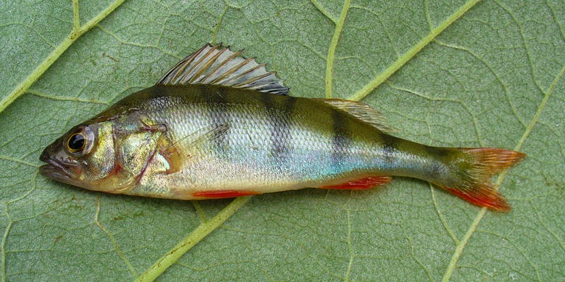 yurdumuzun tatli sularinda yasayan bir balik bulmaca ansiklopedisi