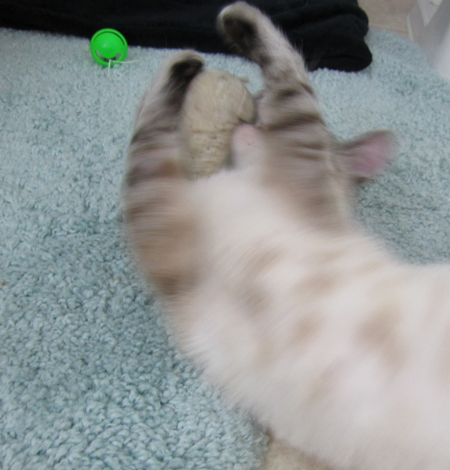 My Cat Is Peeing And Pooping All Over The House My Cat Is Peeing And Pooping All Over The House