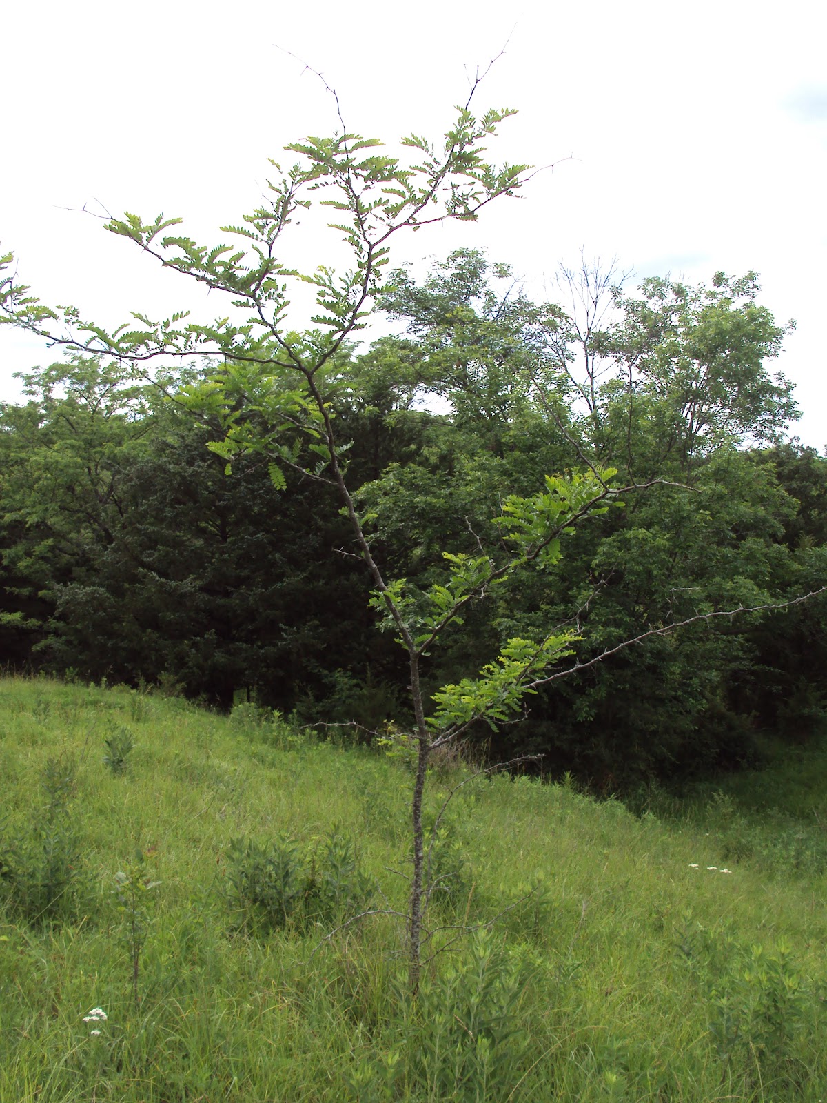 Missouri Survival The Honey Locust Thorn Tree