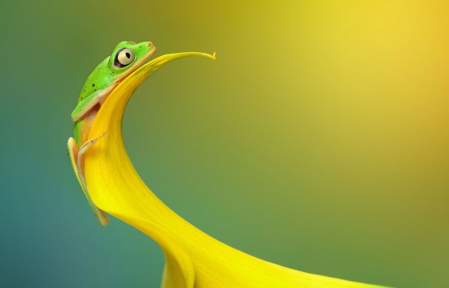 Fotografi Foto Macro Katak dan Fakta Unik Tentang Katak bersembunyi Fotografi Foto Macro Katak dan Fakta Unik Tentang Katak kuning emas