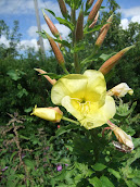 Evening Primrose