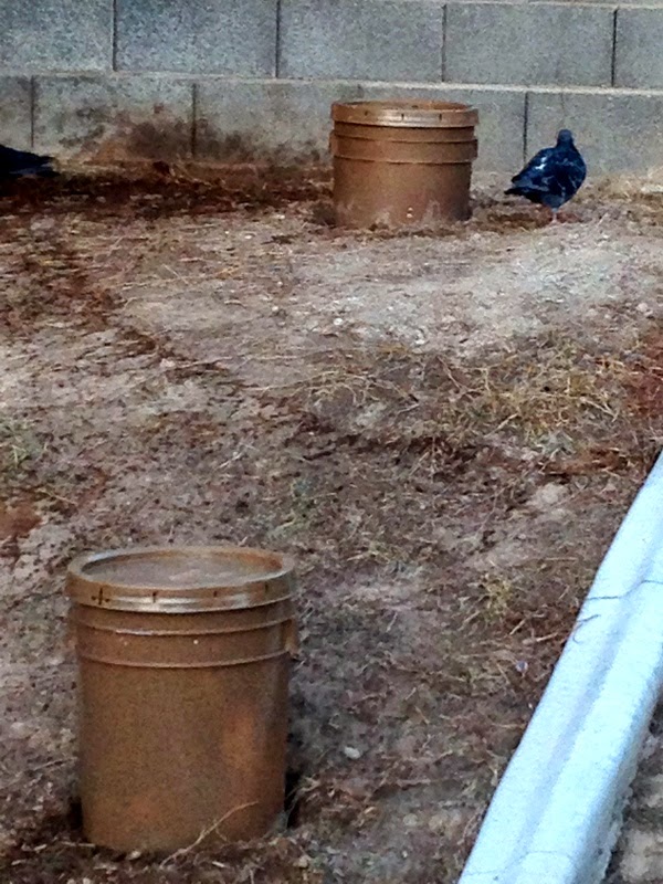 5 Gallon Bucket Garden Drainage Holes Xtremehorticulture of the