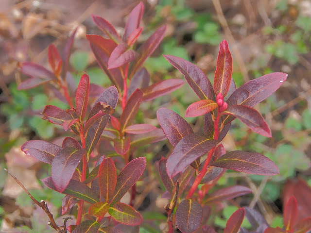 Berberis Aquifolium Var Repens