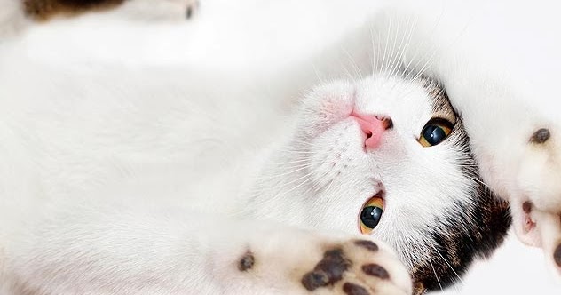 Can Blood Test Detect Cancer In Cats Can Blood Test Detect Cancer In Cats