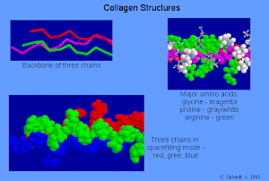 Collagen Structure