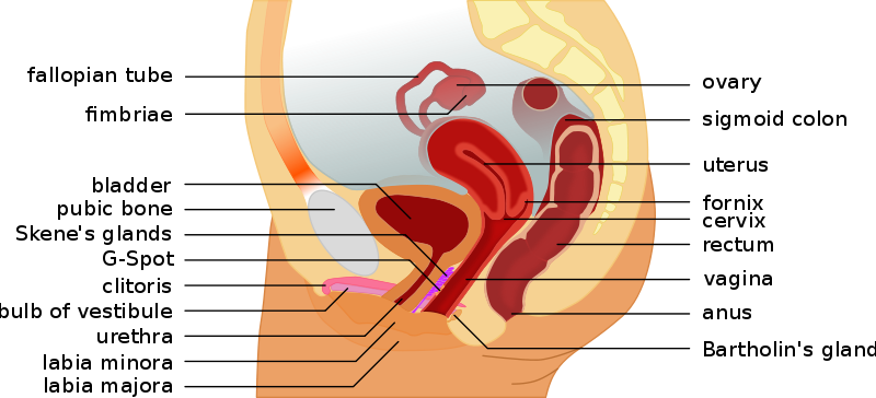 Virginity is like Color pictures of female vagina and g-spot