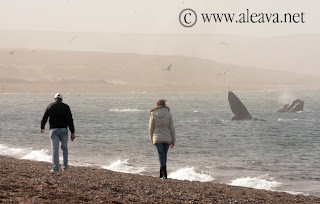 Avistajes de Ballena desde la Playa, es el momento de Playa El Doradillo