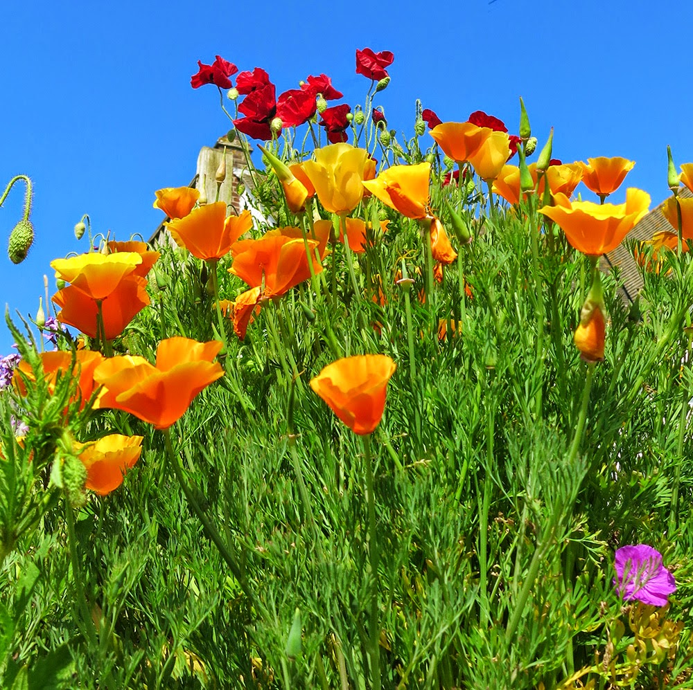 CALIFORNIA POPPY photos - wallpapers | the fun bank