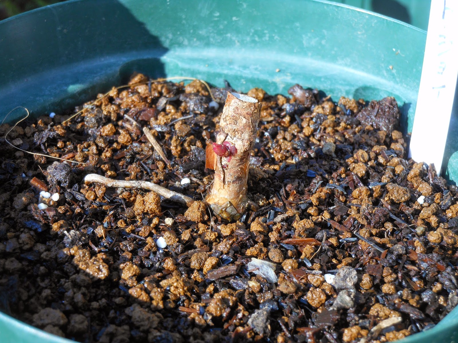 いつの間にやらバラだらけ 芽接ぎ 挿し木で予備苗