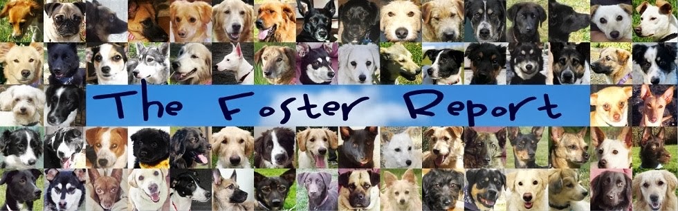The Foster Report