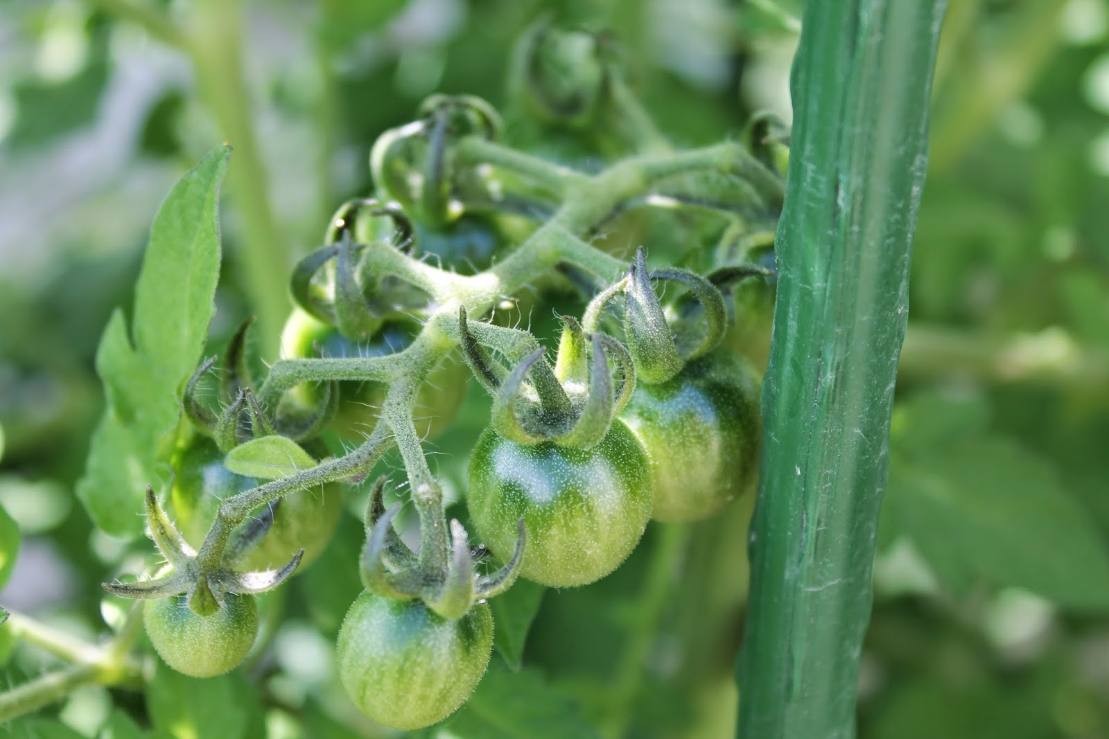 Suburban Aquaponics The Tomato Clone Army Simple