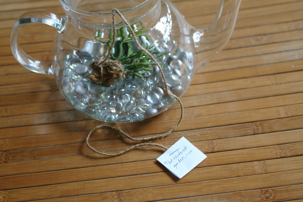 The Rainforest Garden Teabag Seed Packets and a Teapot Terrarium