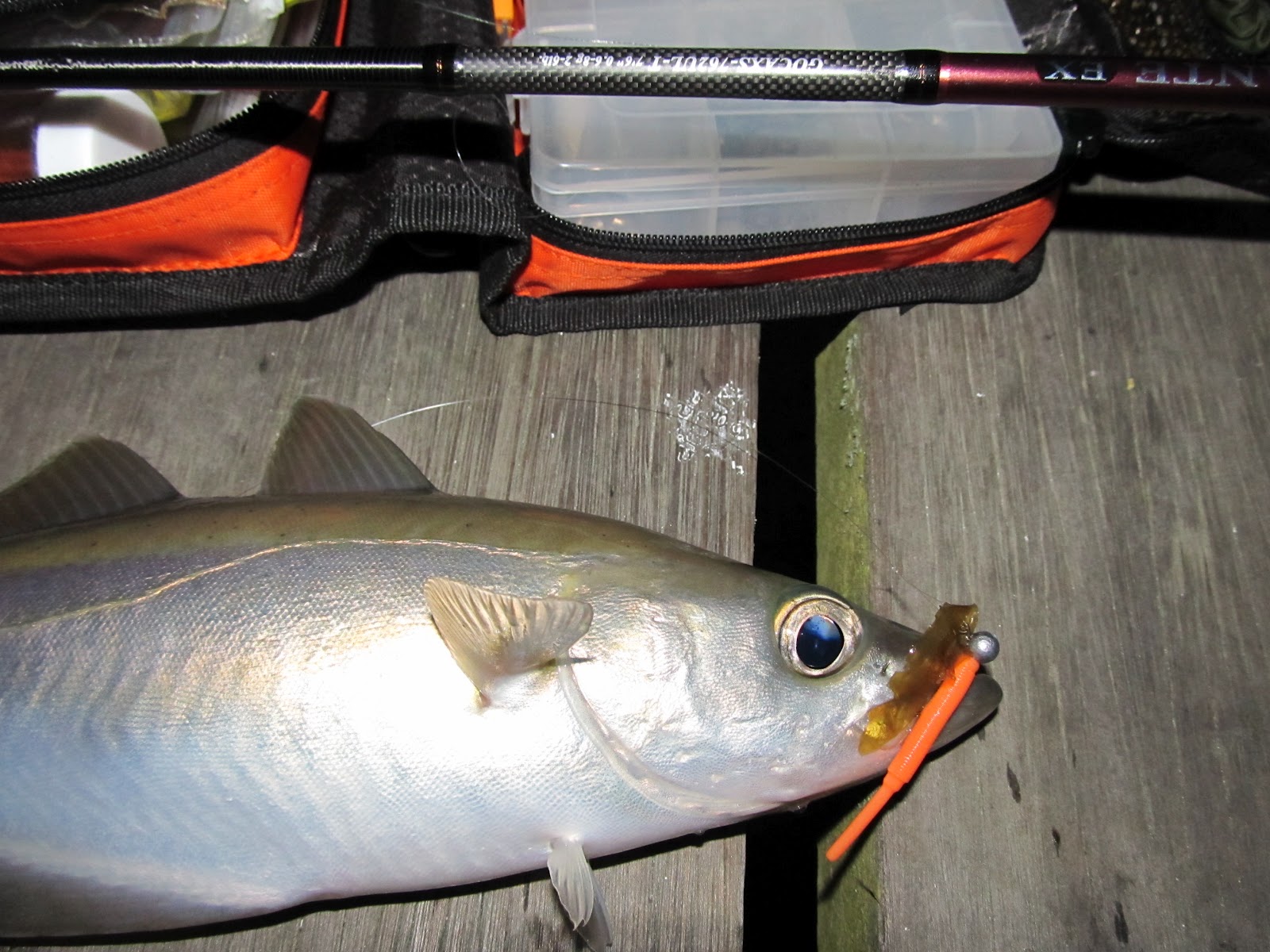 Saltwater Lure and Fly Fishing Diary Lrf pier session