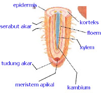 Jaringan pada akar, batang, dan daun tubuhan dan gambar