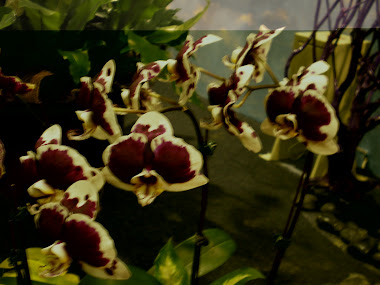 orchid 035
