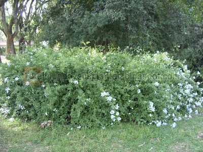  Plumbago auriculata