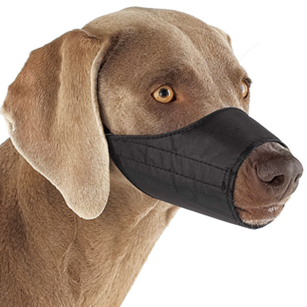 The dog in world Training your Dog to Wear a Dog Muzzle