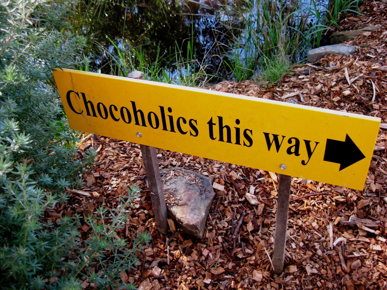 Chinese+white+carrot+cake