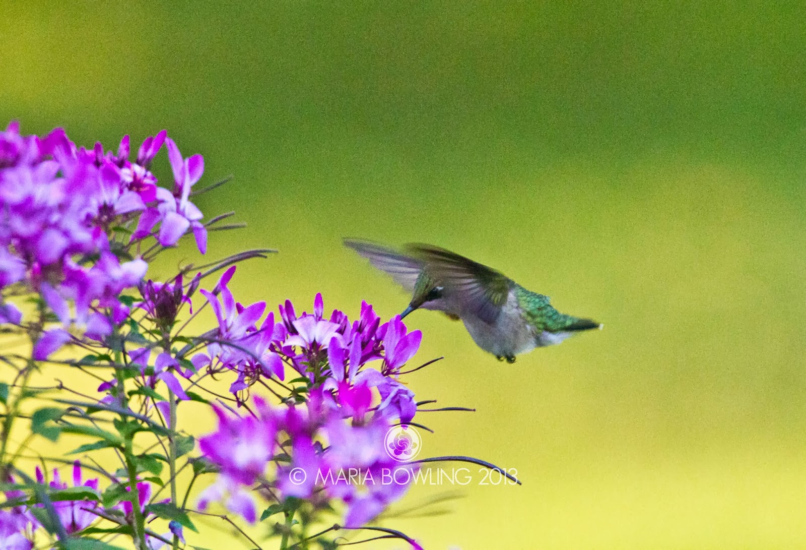 Pretty Medicine Hummingbird Medicine (Archilochus colubris)