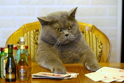 Funny Cat Pictures