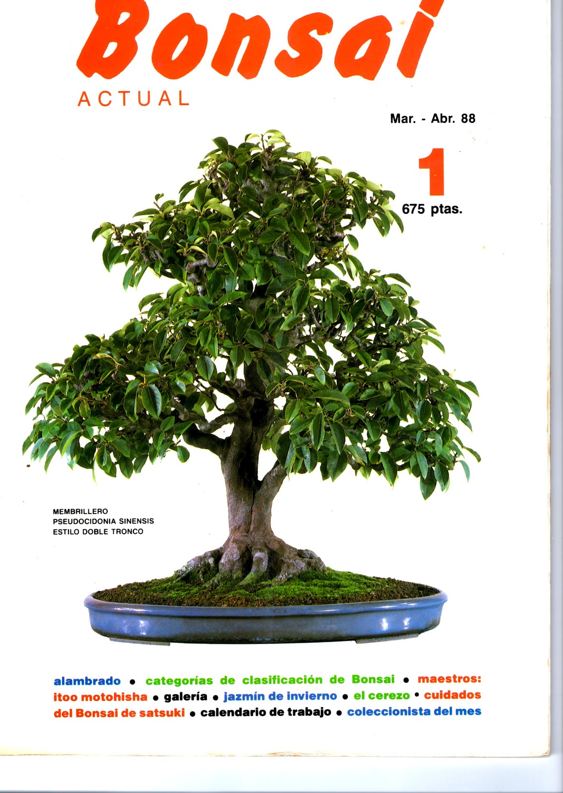 El Tim Bonsai El bonsái en España, EL ORIGEN