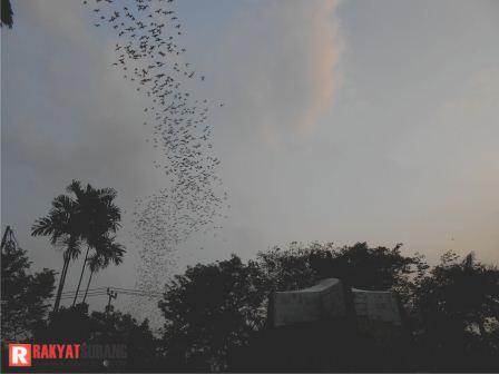 Sore Tadi Langit Subang Dipenuhi Ribuan Burung Sore Tadi Langit Subang Dipenuhi Ribuan Burung