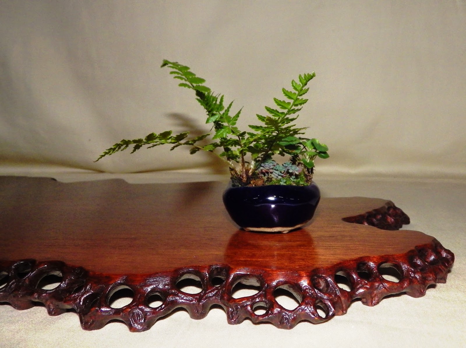 Bespoke Bonsai Stands My trees on display at the Bonsai Traders