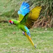 Military macaw
