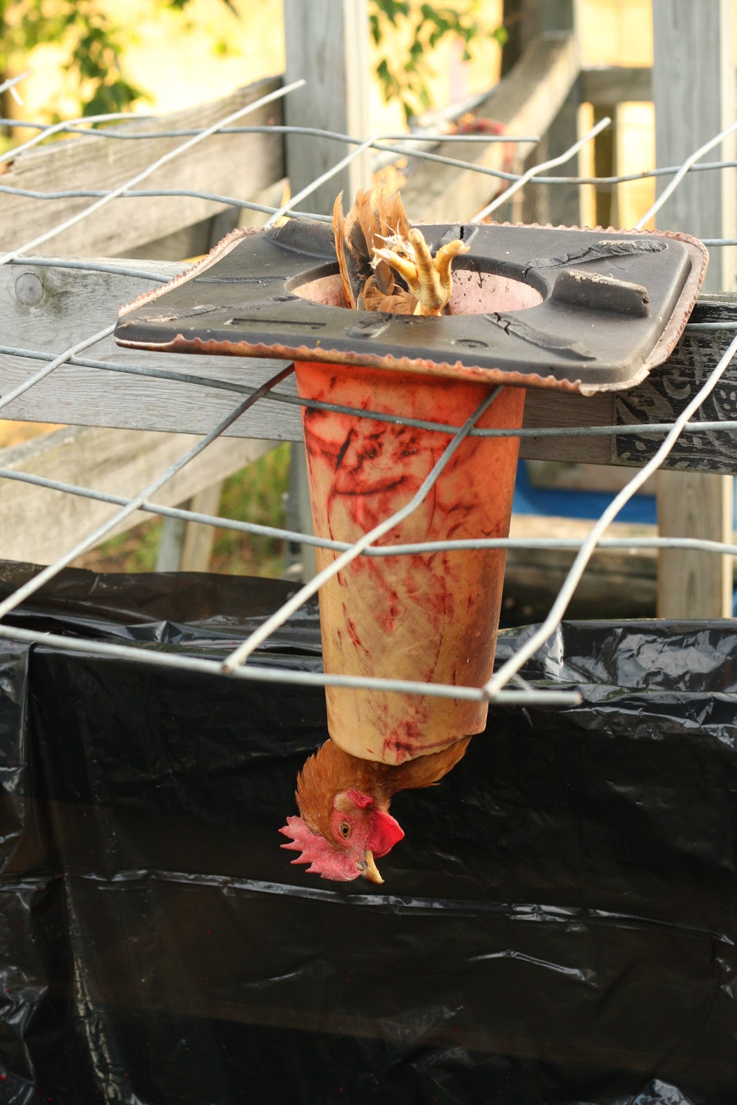 Third Day Farms August 2012