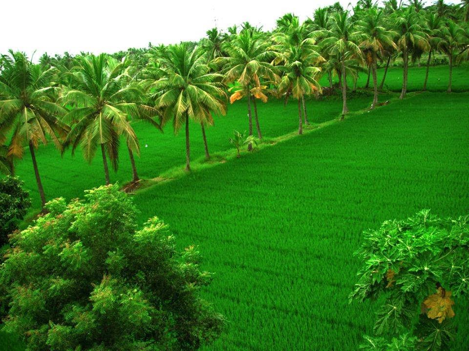 TELUGU WEB WORLD KONASEEMA ANDHALU THE BEAUTINESS OF ANDHRA KONASEEMA