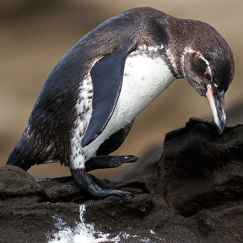 Galapagos Penguin | Wildlife | The Wildlife