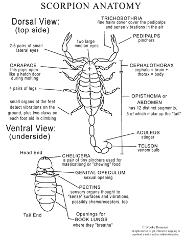 venomous knowledge spider and scorpion venom scorpion chart