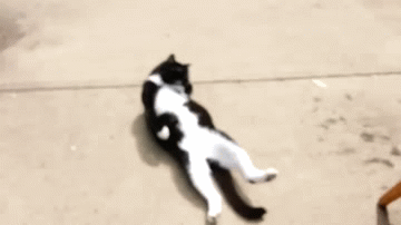 Funny cats, best cat gif, cat gifs
