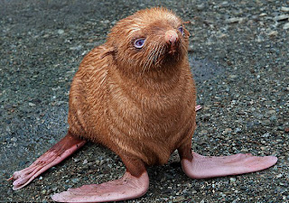 abuelohara_animales_estrella_2011_foquita_pelirroja