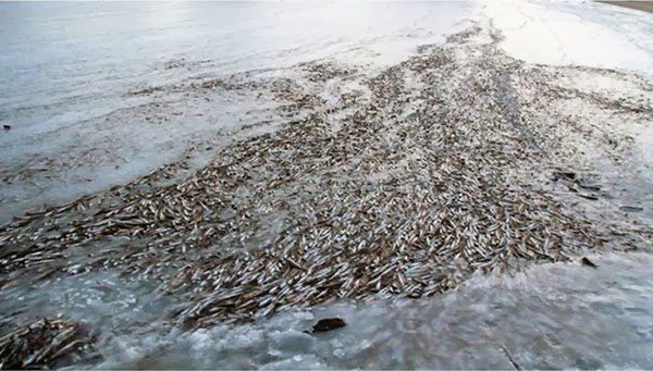 GAMBAR Sekumpulan besar ikan yang sedang berenang ...