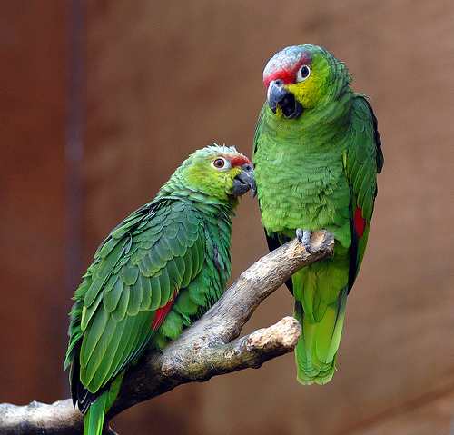 Amazing Animals The Lovable Parrots Surprising And Exceptional Facts