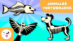 Videos  ANIMALES