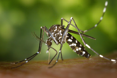 Gambar Virus Penyakit Chikungunya