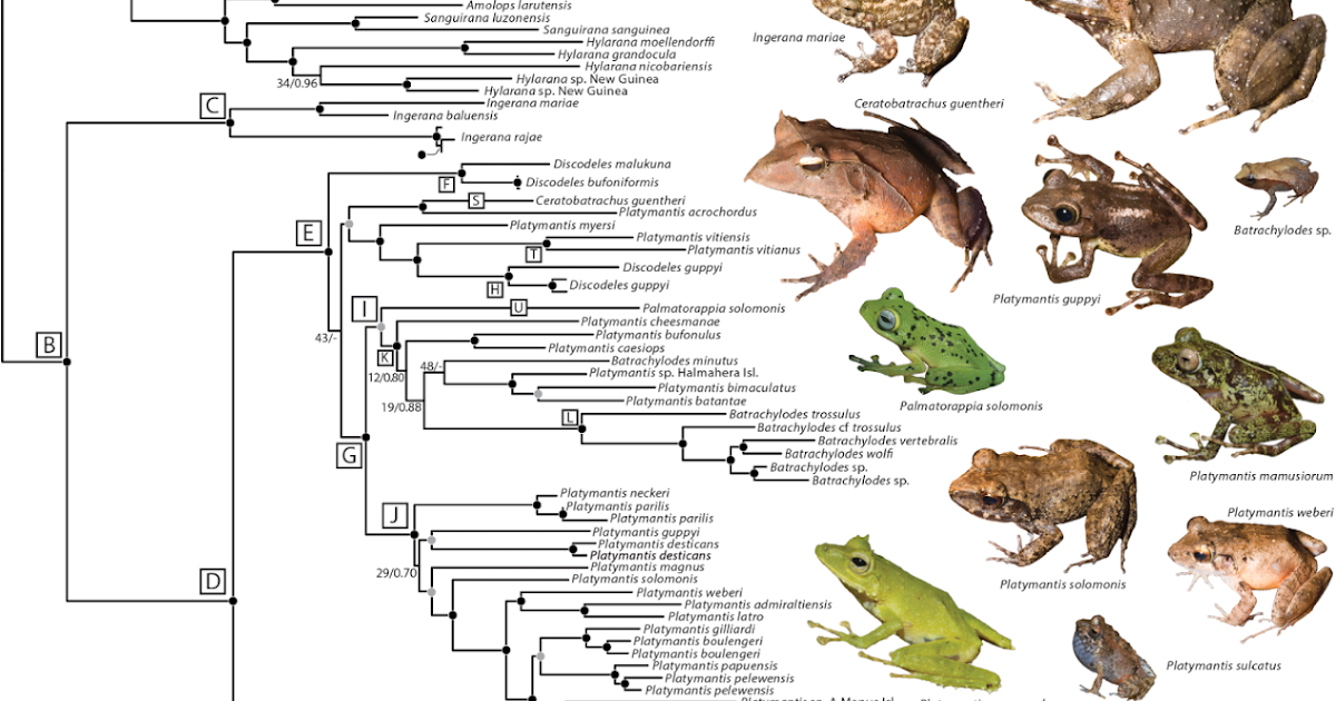 Species New to Science [Herpetology • 2015] Multilocus Phylogeny and A