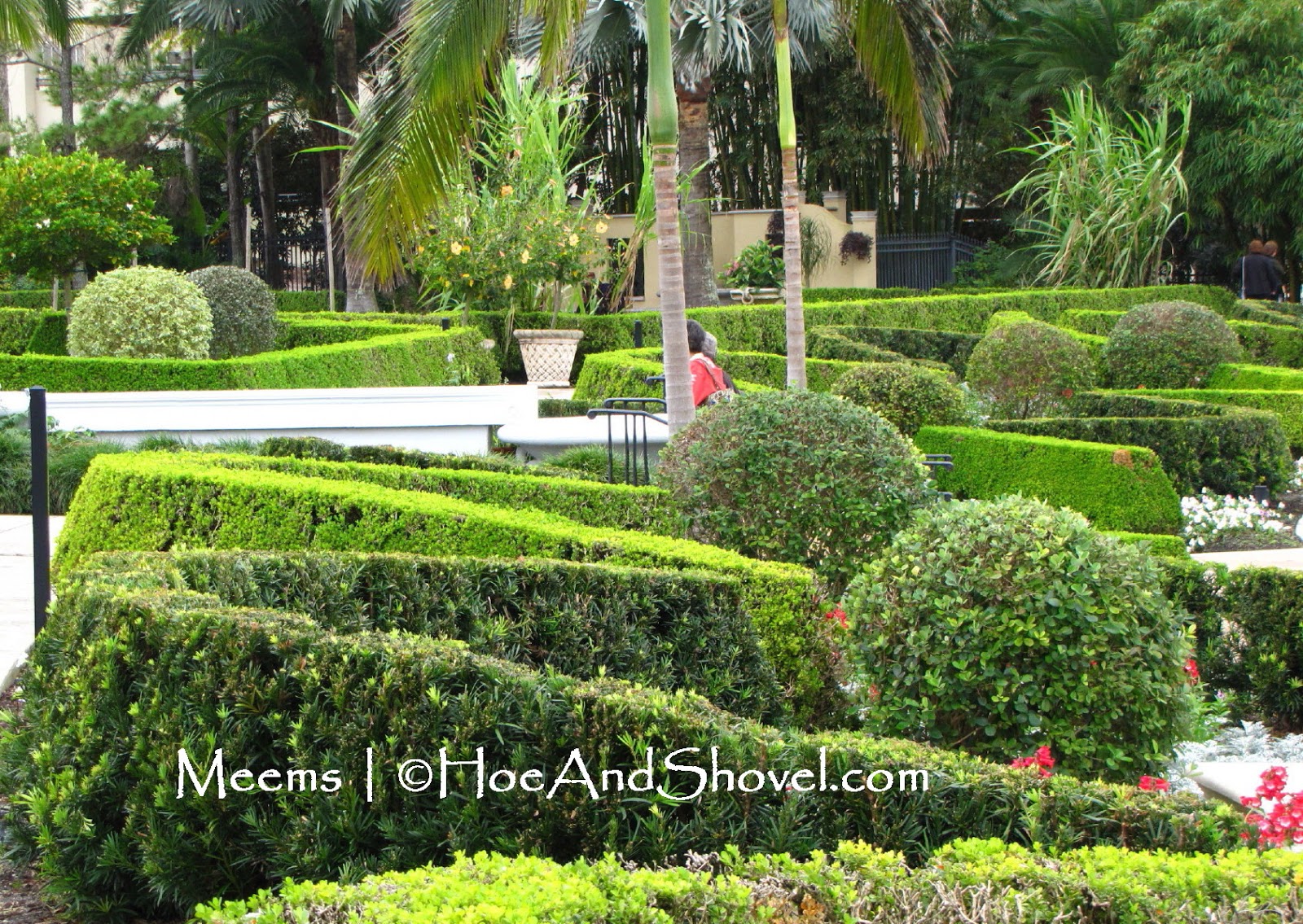 Shrub Archives Ramblings From A Desert Garden