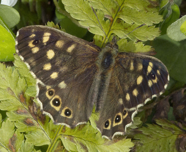 Speckled Wood, Pararge aegeria. One Tree Hill, 27 April 2012. Speckled Wood, Pararge aegeria. One Tree Hill, 27 April 2012.