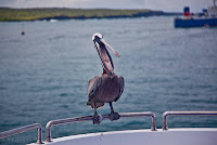 Pelican on Cruise Ship