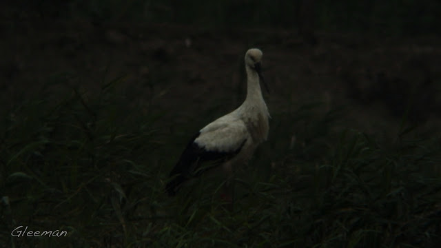 東方白鸛於關渡。關渡自然公園