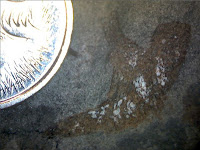 Fossil
