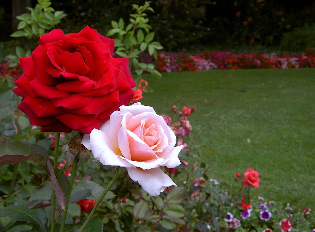 Rose Flower Garden - Flower HD Wallpapers, Images, PIctures, Tattoos